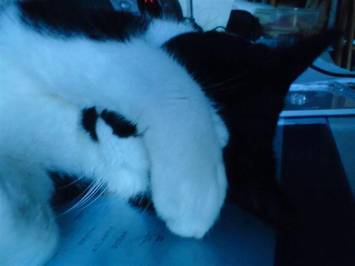 Huskat Kitty  - ikke flere billeder... billede 12