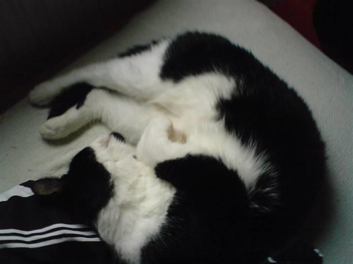 Huskat Kitty  - man ligger godt her i sengen billede 13