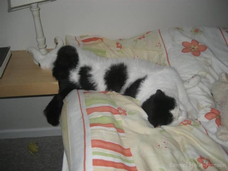 Blanding af racer Herbert den Lille * RIP * billede 15