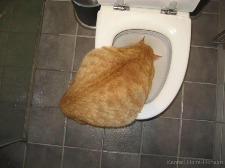 Blanding af racer Valdemar den Store - Jeg syntes altså det smager bedst herfra... billede 15