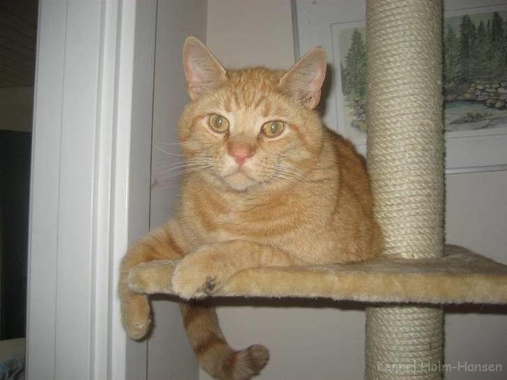 Blanding af racer Valdemar den Store - Det nye kradsetræ er nu pænere end det gamle!! billede 16