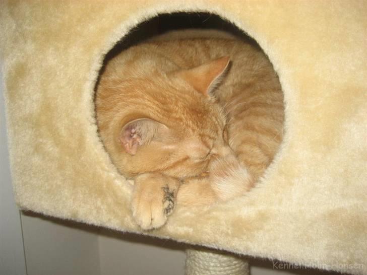 Blanding af racer Valdemar den Store - Her kan hundene da ikke forstyrre mig :-) billede 17