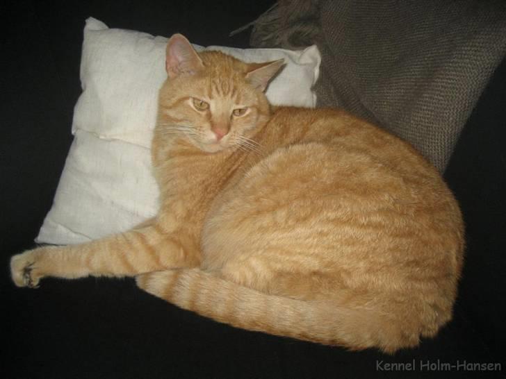 Blanding af racer Valdemar den Store billede 18