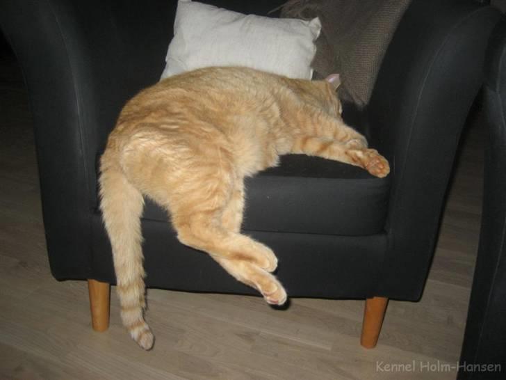 Blanding af racer Valdemar den Store - En større stol, ville da være på sin plads.... billede 19