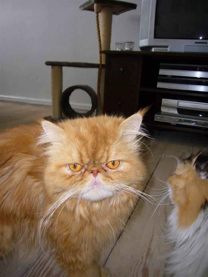 Perser Bailey billede 7