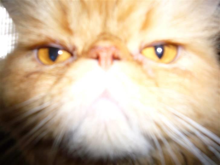 Perser Bailey billede 8