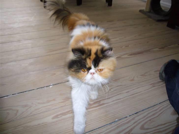 Perser kira billede 5