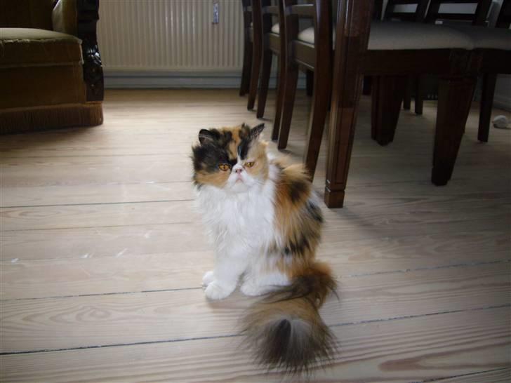 Perser kira billede 6