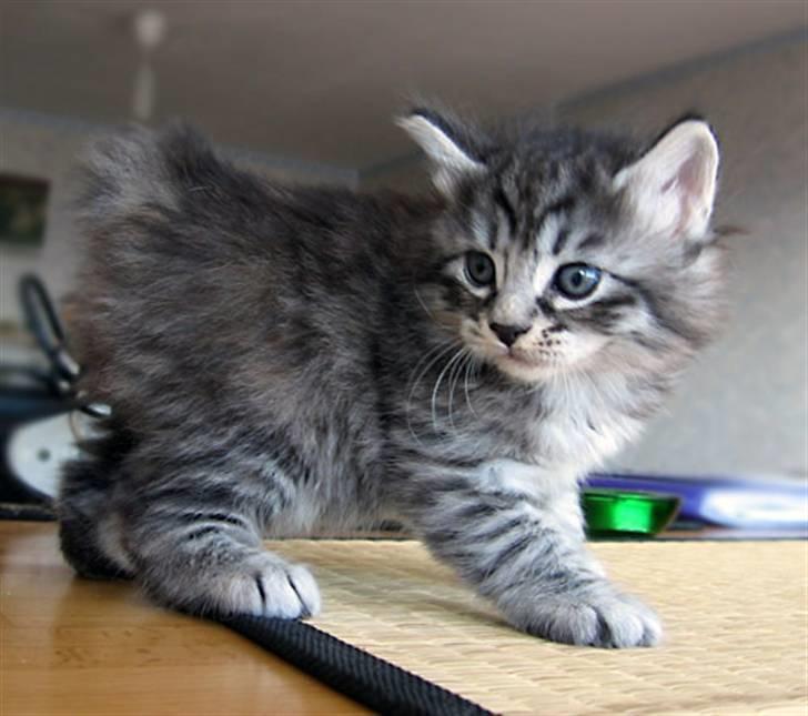Kurilean Bobtail Chalounja Kurilkot billede 2