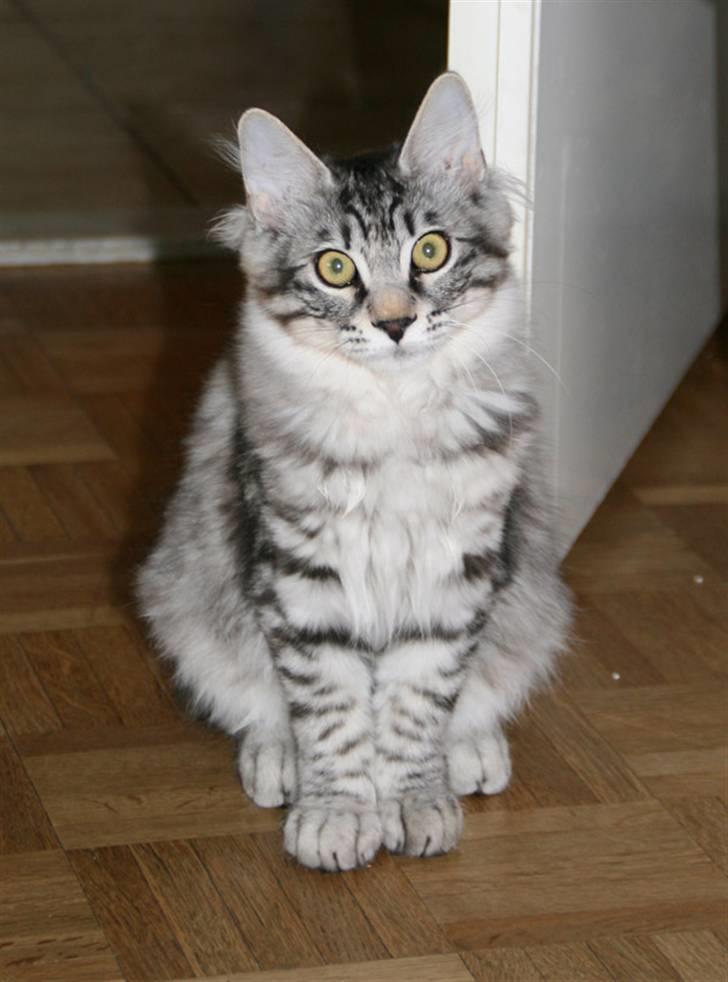 Kurilean Bobtail Chalounja Kurilkot billede 3