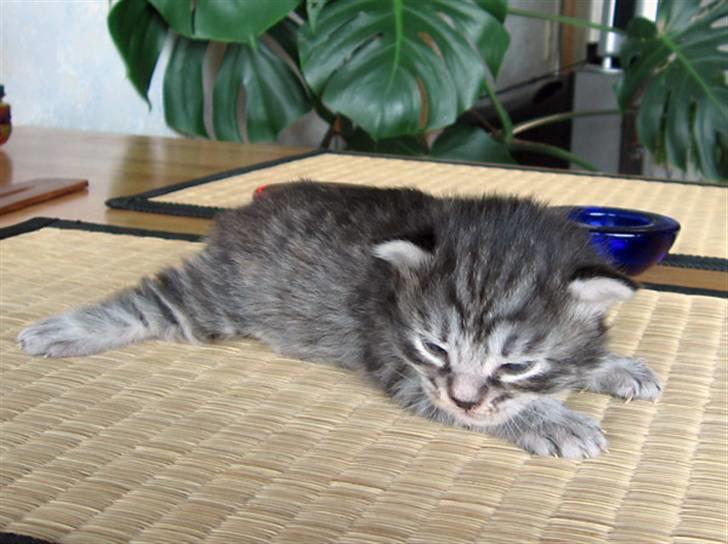 Kurilean Bobtail Chalounja Kurilkot billede 4