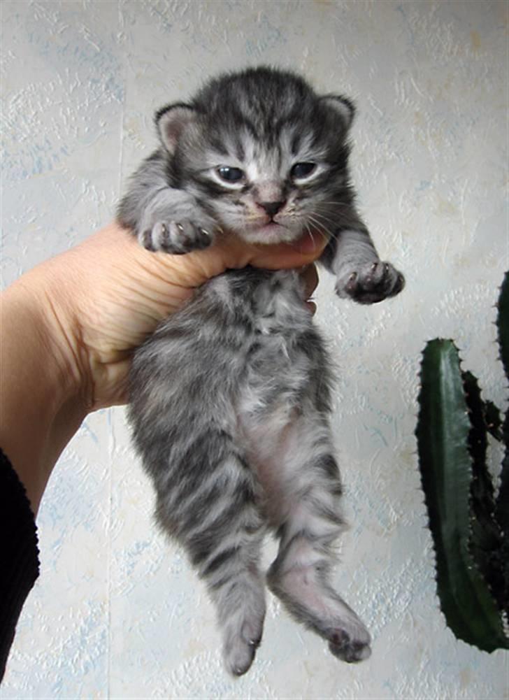 Kurilean Bobtail Chalounja Kurilkot billede 5