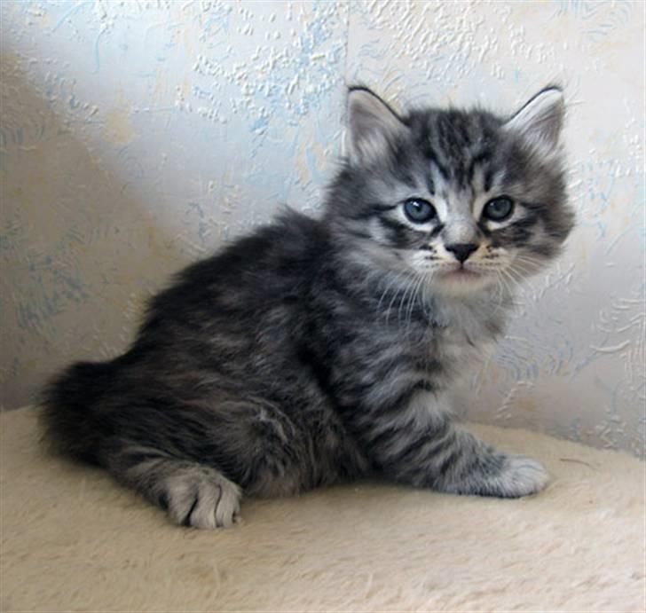 Kurilean Bobtail Chalounja Kurilkot billede 6