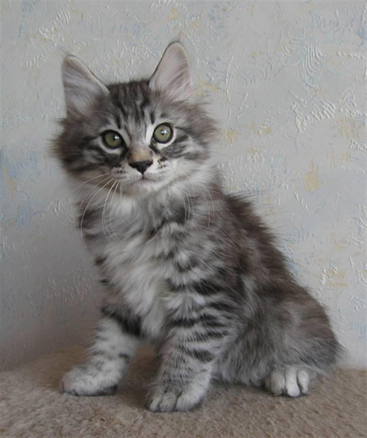 Kurilean Bobtail Chalounja Kurilkot billede 7