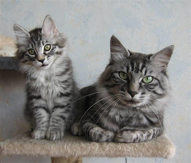 Kurilean Bobtail Chalounja Kurilkot billede 8
