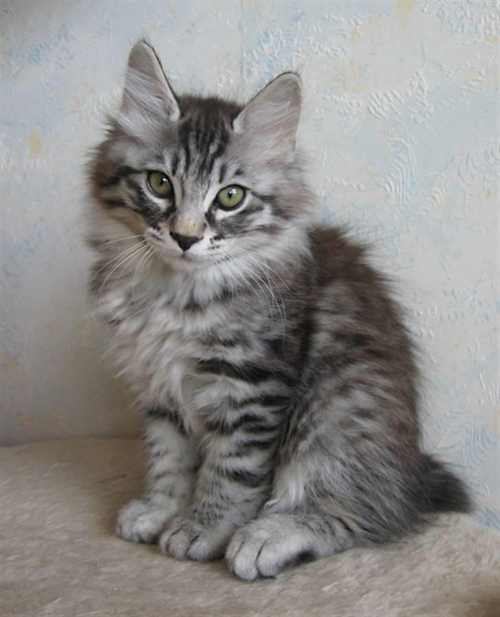 Kurilean Bobtail Chalounja Kurilkot billede 9