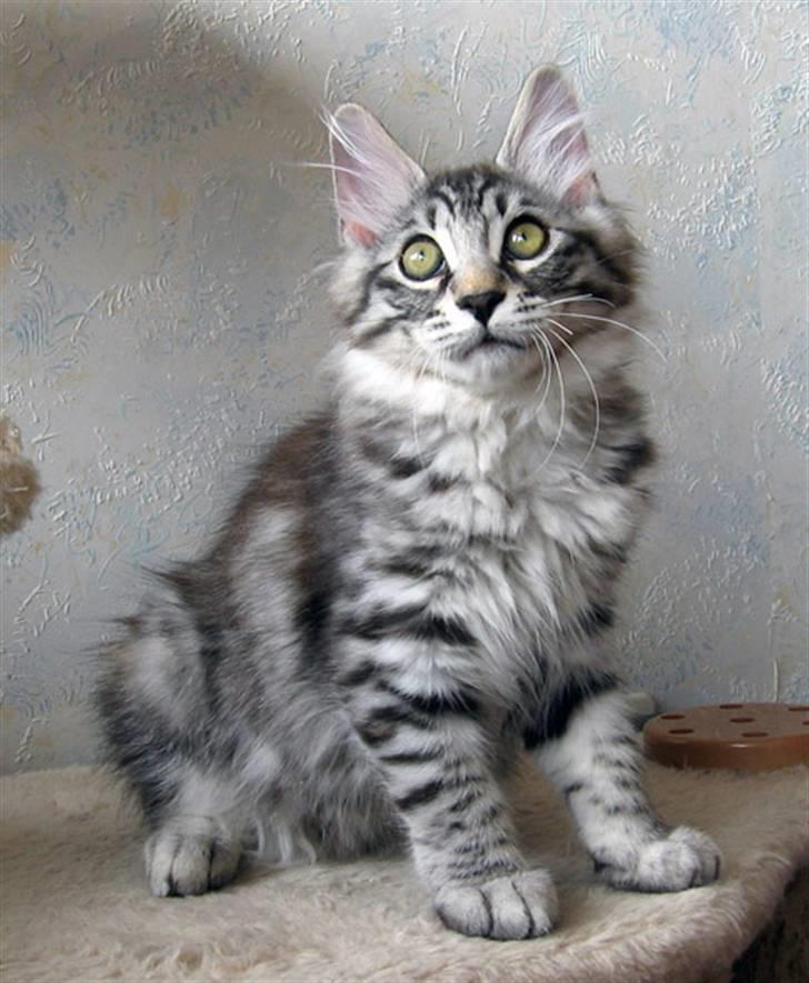 Kurilean Bobtail Chalounja Kurilkot billede 10