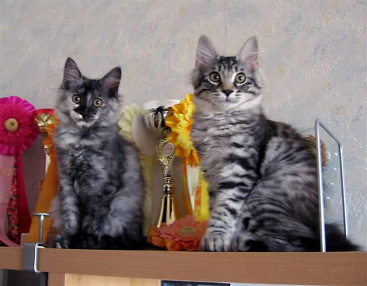 Kurilean Bobtail Chalounja Kurilkot billede 11