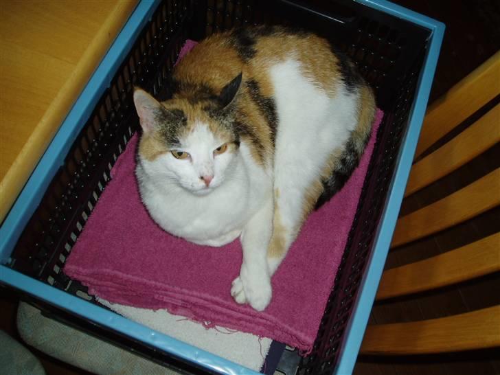 Blanding af racer Sirena - Det er nu godt at mor har lagt mit tæppe heri.. billede 10