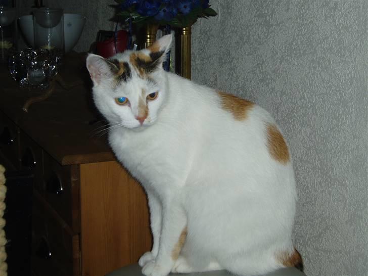 Blanding af racer Hvide mis - Hvad sker der derhenne??? billede 11