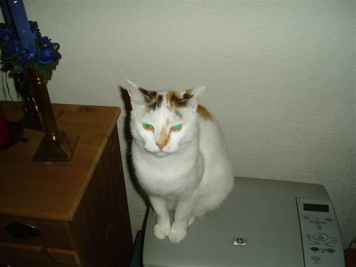 Blanding af racer Hvide mis - Mor er så glad,når jeg sidder på hendes printer. billede 12