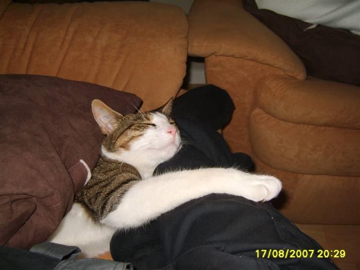 Huskat Anton - MMM... Her ligger jeg ad meget lunt og godt  billede 15