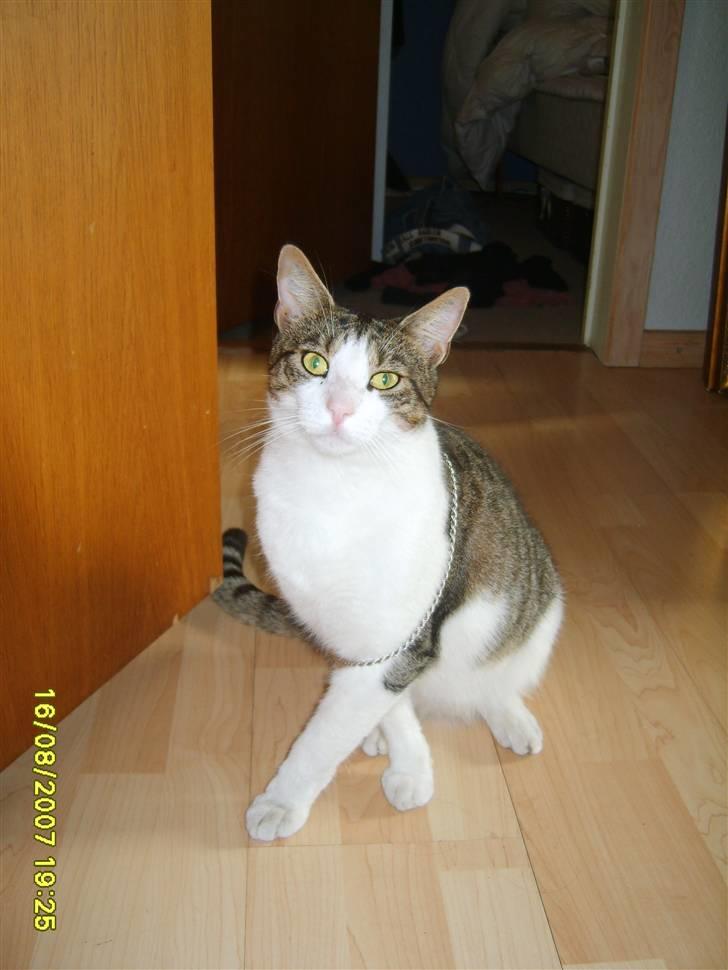 Huskat Anton - Er det mig eller ser jeg bare lidt mærkelig ud billede 16