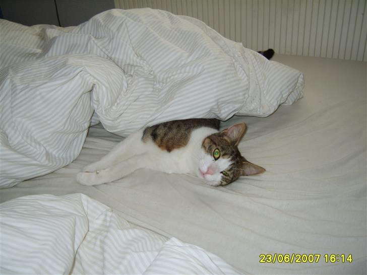 Huskat Anton - MMM... Her ligger jeg ad meget lunt og godt  billede 17