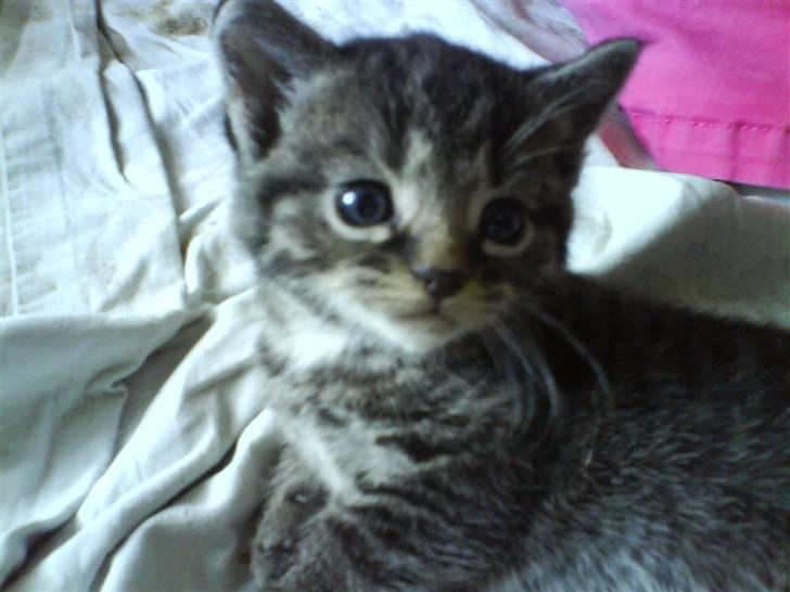 Blanding af racer Tumle(R.I.P) 08/11-2009 - Afslapning det er altid godt billede 1