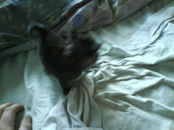 Blanding af racer Tumle(R.I.P) 08/11-2009 - Jeg prøver på at gå, men det er som om jeg kun vælter billede 2