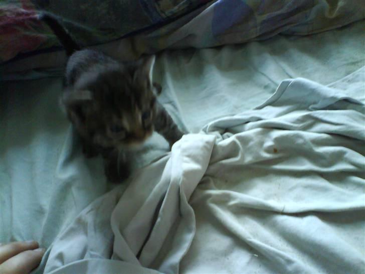 Blanding af racer Tumle(R.I.P) 08/11-2009 - Og vi går igen...  billede 3