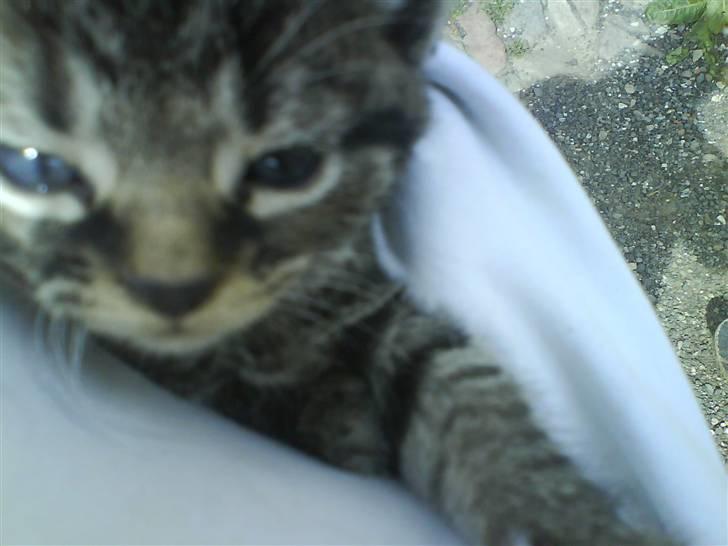 Blanding af racer Tumle(R.I.P) 08/11-2009 - Det er hårdt... billede 5