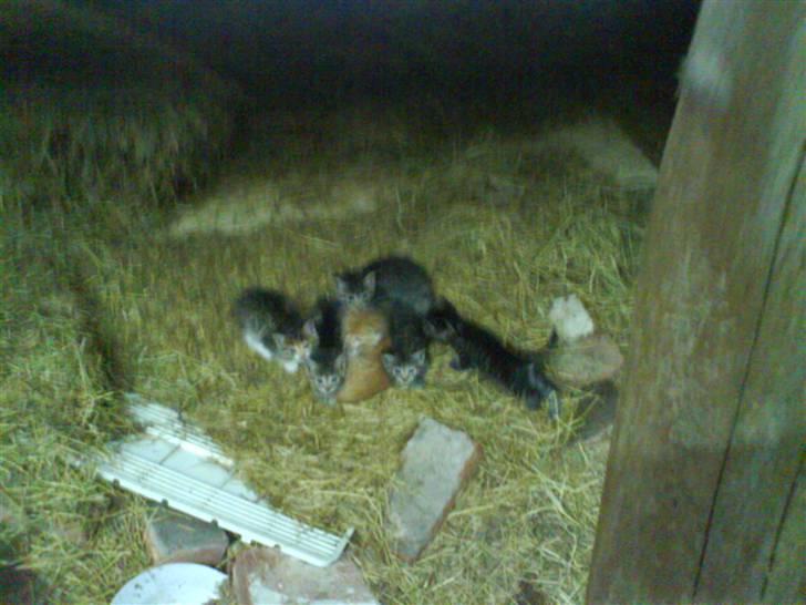 Blanding af racer Tumle(R.I.P) 08/11-2009 - alle vores killinger billede 6