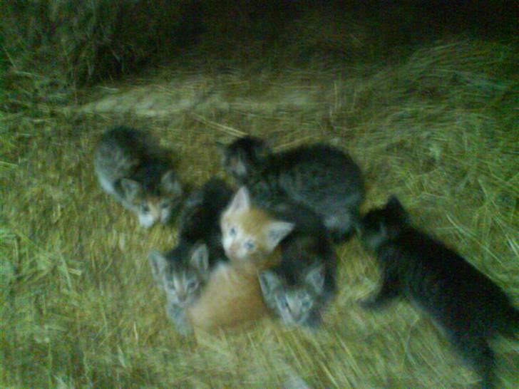 Blanding af racer Tumle(R.I.P) 08/11-2009 - alle vores killinger billede 7