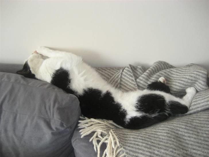 Blanding af racer Herbert den Lille * RIP * billede 16