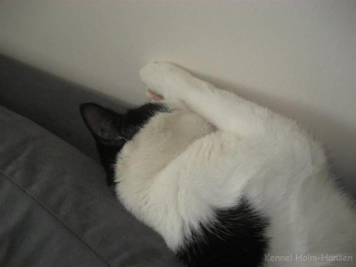 Blanding af racer Herbert den Lille * RIP * billede 17