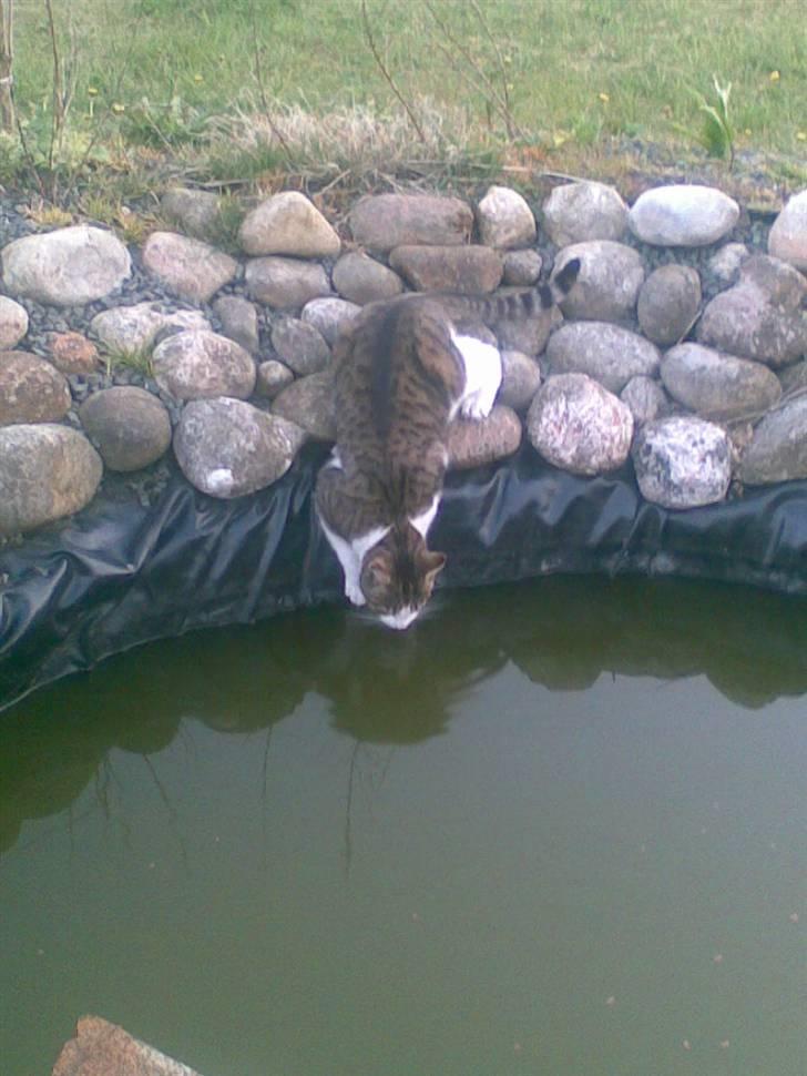 Huskat Anton - Der er altså ikke nok vand i guldfiske dammen far ;-D Jeg kan jo næsten ikke nå billede 18