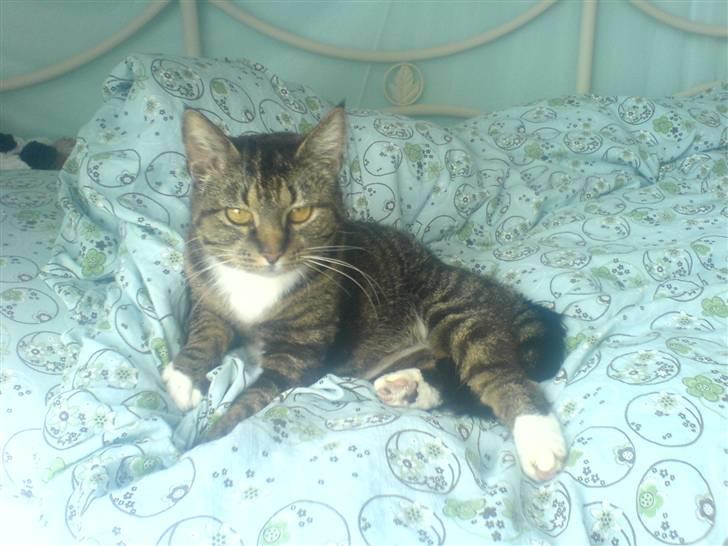 Blanding af racer Mitte *Sofie's kat* billede 1