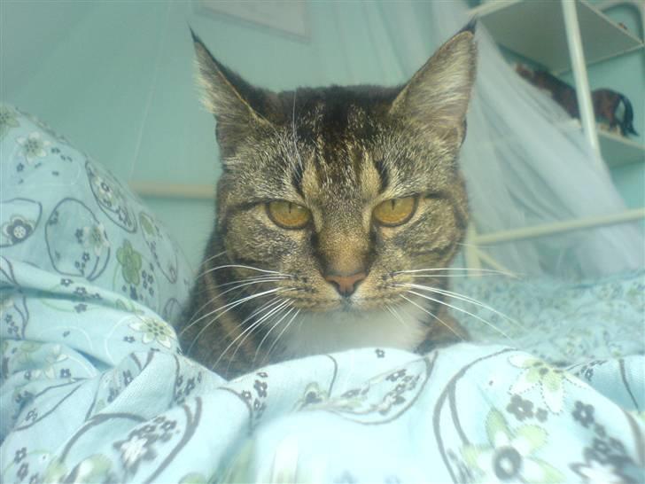 Blanding af racer Mitte *Sofie's kat* billede 2