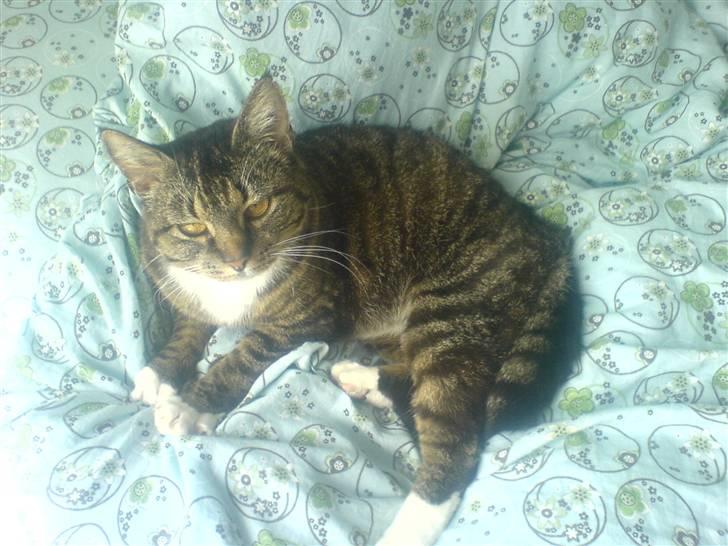 Blanding af racer Mitte *Sofie's kat* billede 3