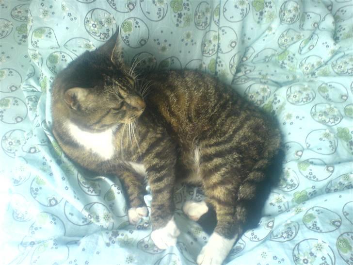 Blanding af racer Mitte *Sofie's kat* billede 4