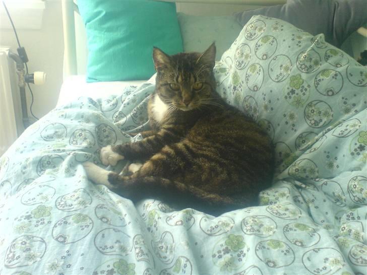 Blanding af racer Mitte *Sofie's kat* billede 5