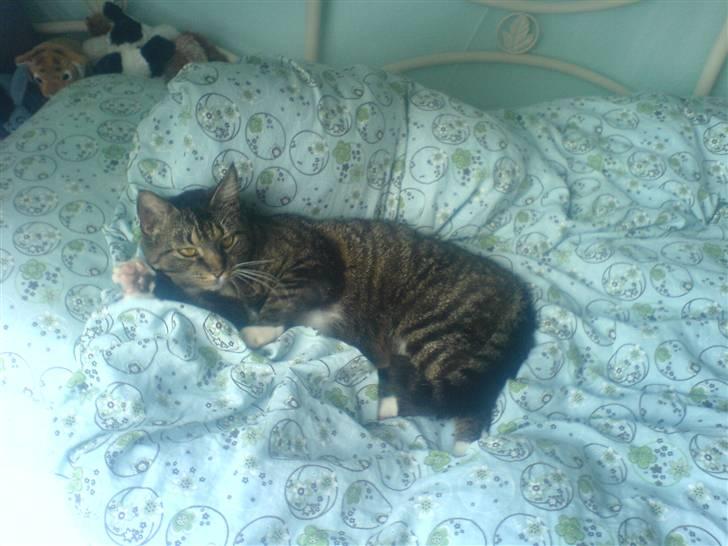 Blanding af racer Mitte *Sofie's kat* billede 6