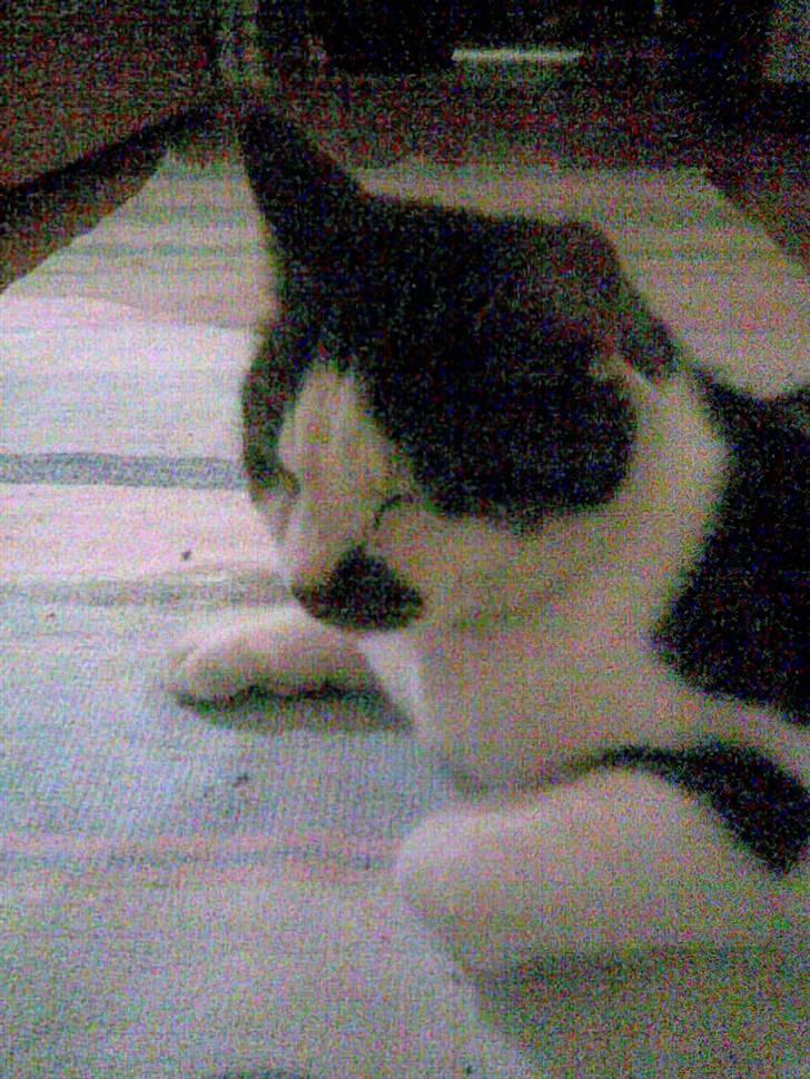 Huskat Pjevs *Bort givet* :'[ <3 - Tjoo? Sød er han da .. ! billede 11