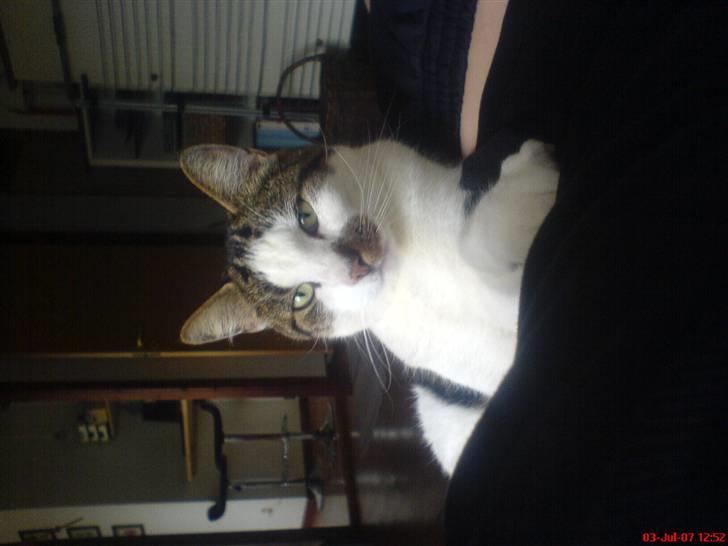 Huskat Pjevs *Bort givet* :'[ <3 - Vender forkert . Sorry? Men ellers et mega godt billed ! billede 13