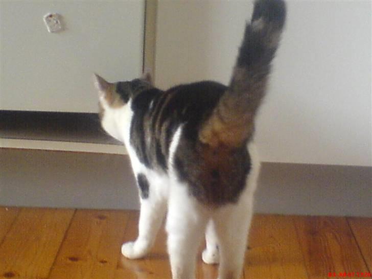 Huskat Pjevs *Bort givet* :'[ <3 - Øhhm?`Man keder sig nogle gane .. xD billede 14