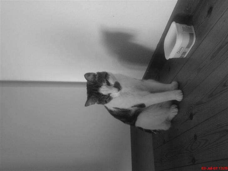 Huskat Pjevs *Bort givet* :'[ <3 - Vender forkert . Sorry? Men han sidder tit i det hjørne og venter på mad.  billede 16