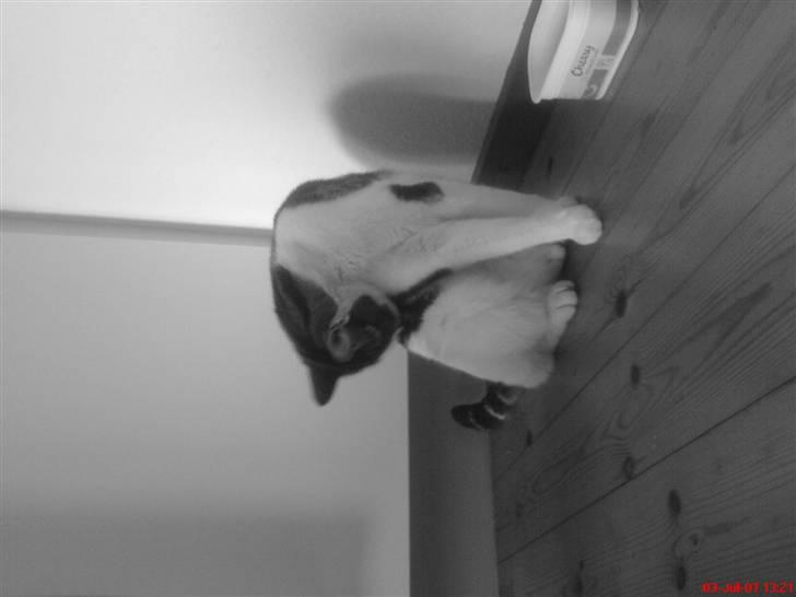 Huskat Pjevs *Bort givet* :'[ <3 - Vender forkert . Sorry? Dengang han havde lopper. <3 billede 17