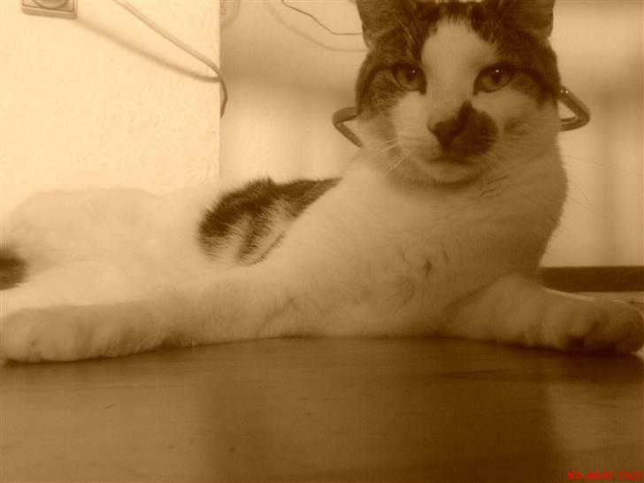 Huskat Pjevs *Bort givet* :'[ <3 - det bedste billed.. <3 billede 20