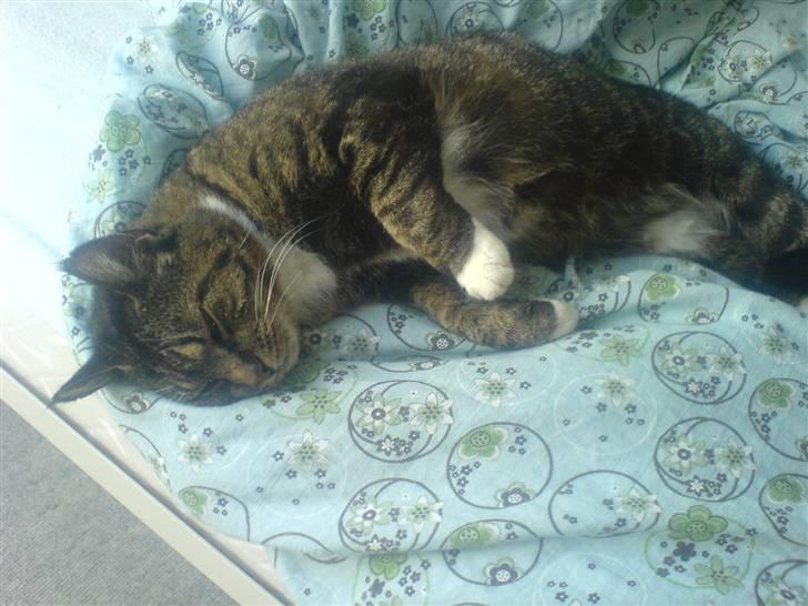 Blanding af racer Mitte *Sofie's kat* billede 7